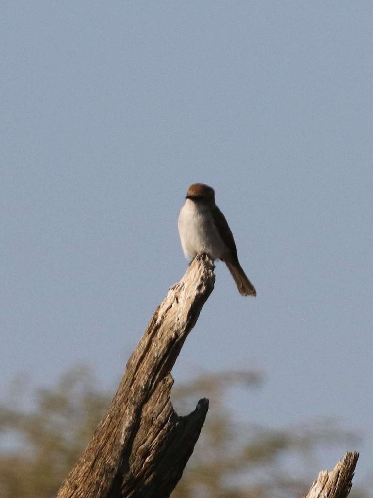 African Plain Flycatchers (Bradornis)