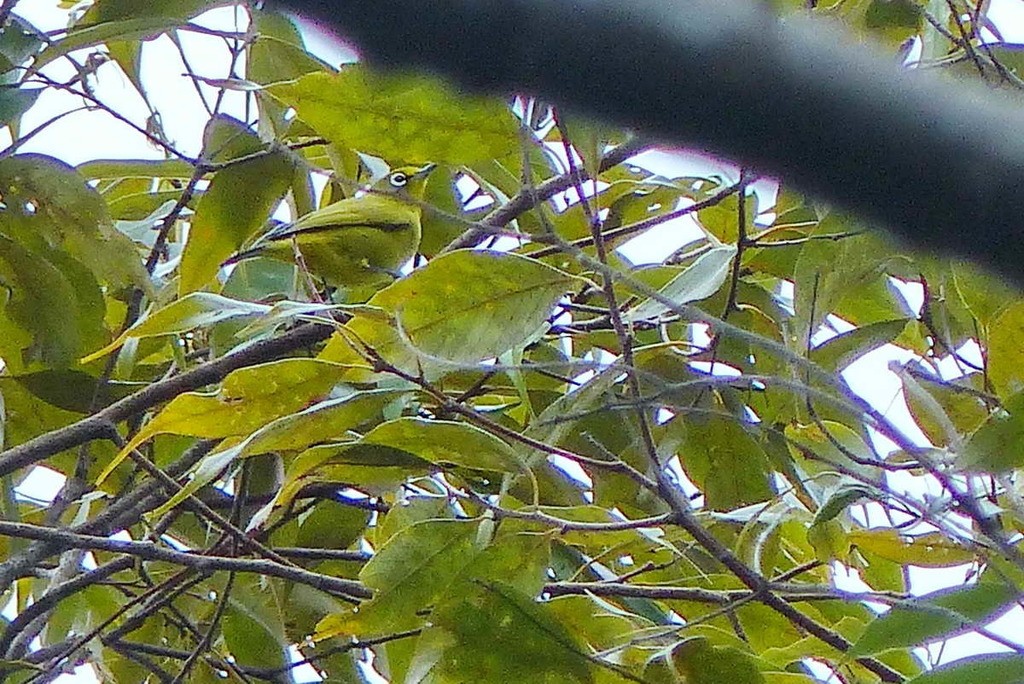 Burubrilvogel (Zosterops buruensis)
