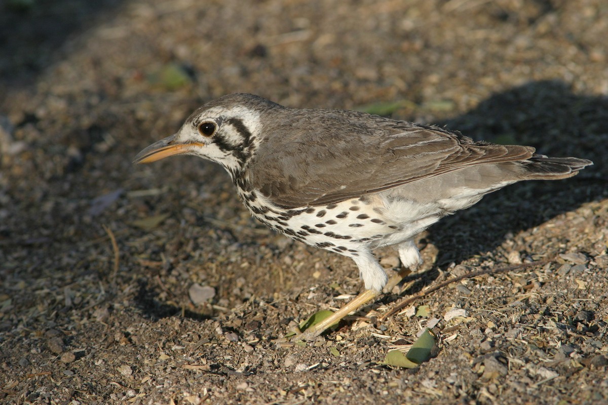 Tordo-de-peito-malhado (Turdus litsitsirupa)