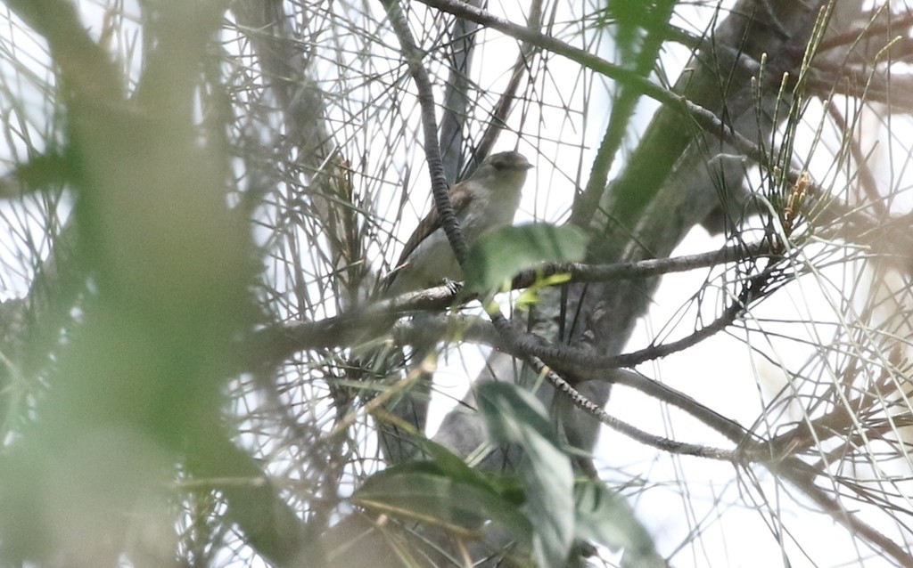 Gerigón de manglar (Gerygone levigaster)