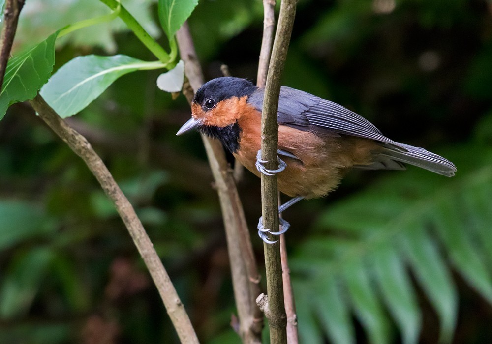 日本雜色山雀 (Sittiparus owstoni)