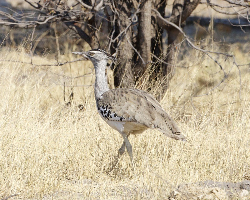 Kori Bustard (Ardeotis kori)