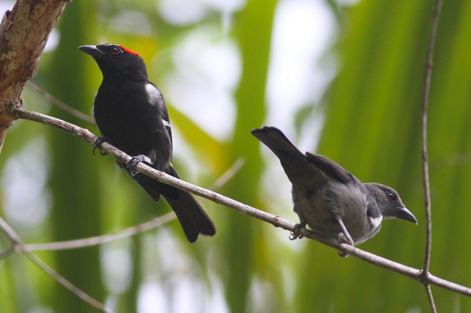 Saí-de-sobrancelha-encarnada (Heterospingus xanthopygius)