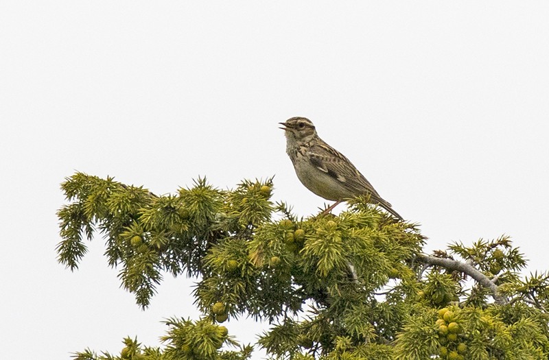 モリヒバリ (Lullula arborea)