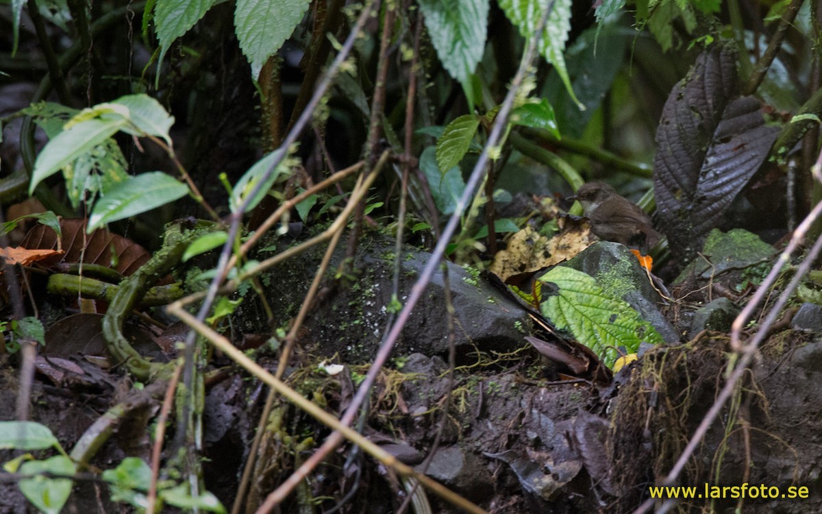 Mountain Mouse-warbler (Origma robusta)
