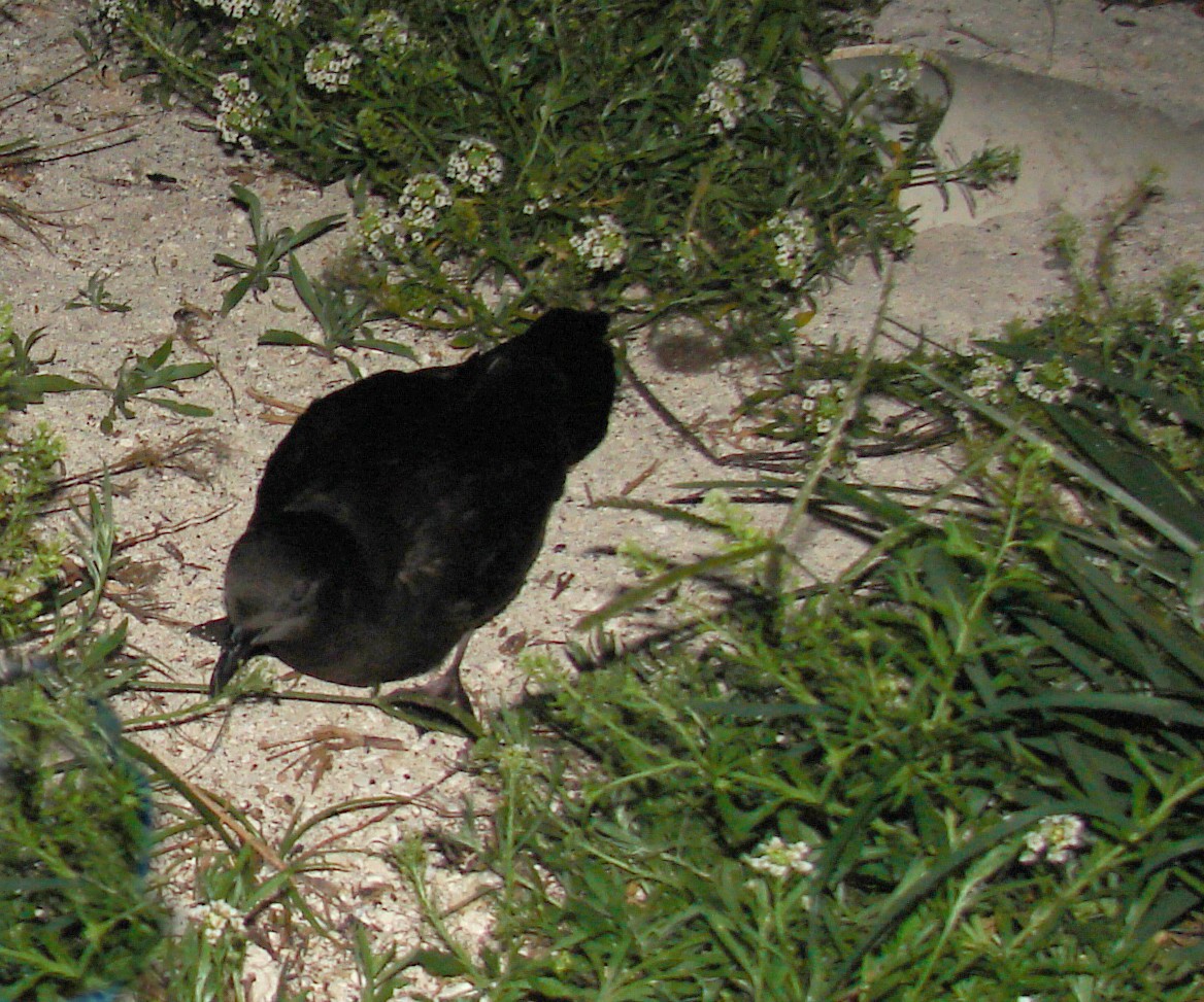 Bulwer'S and Jouanin'S Petrels (Bulweria)