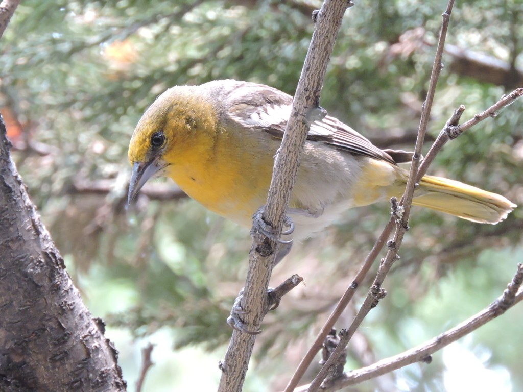 Schwarzmanteltrupial (Icterus abeillei)