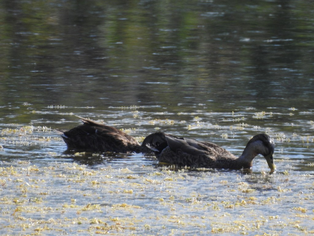 Eigentliche enten (Anas)