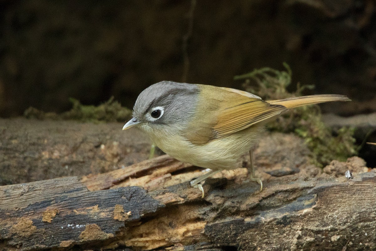 Fulveta nepalesa (Alcippe nipalensis)