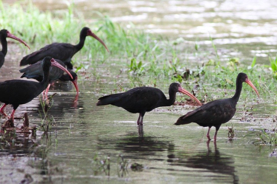 Bare-faced Ibis (Phimosus)