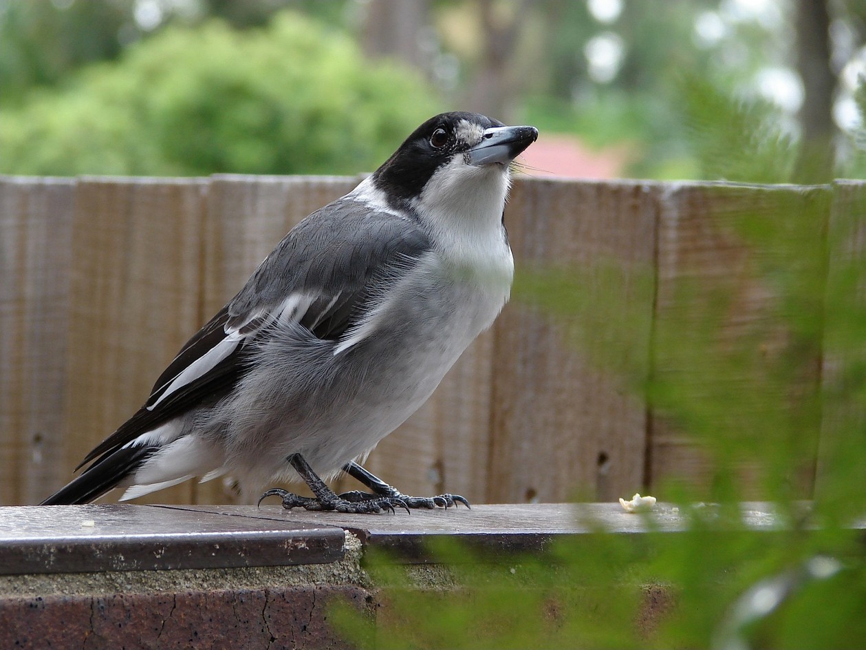 Verdugo acollarado (Cracticus torquatus)