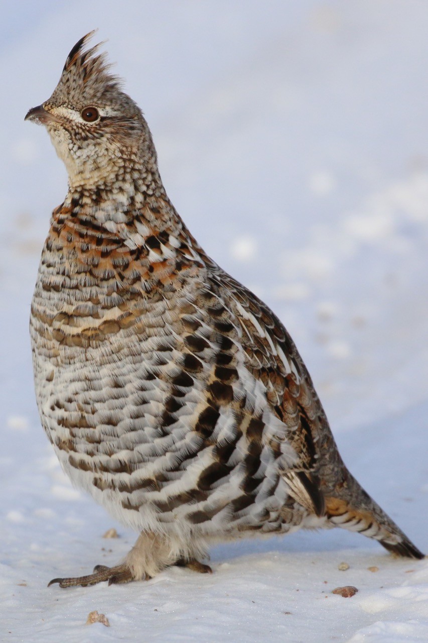 Gélinotte huppée (Bonasa umbellus)