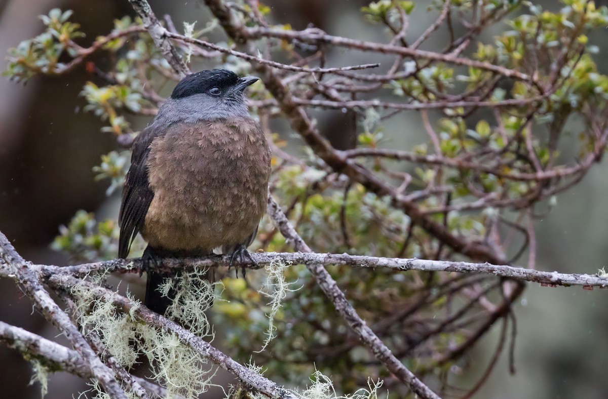 Bay-vented and Chestnut-bellied Cotingas (Doliornis)