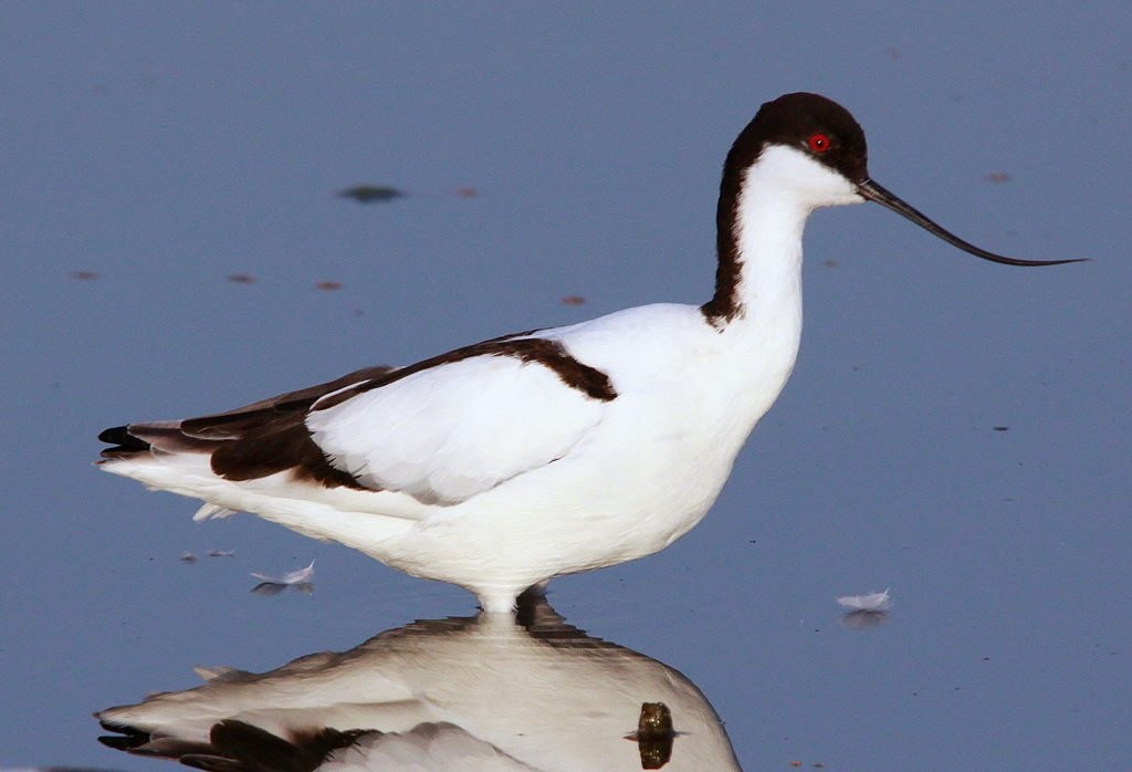 Avocets (Recurvirostra)