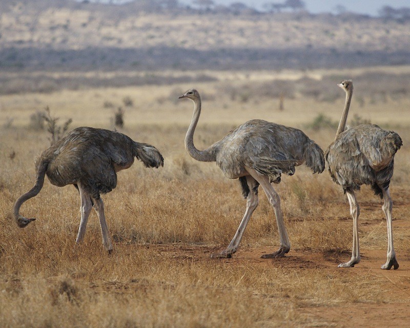 Autruche Masaï (Struthio camelus massaicus)