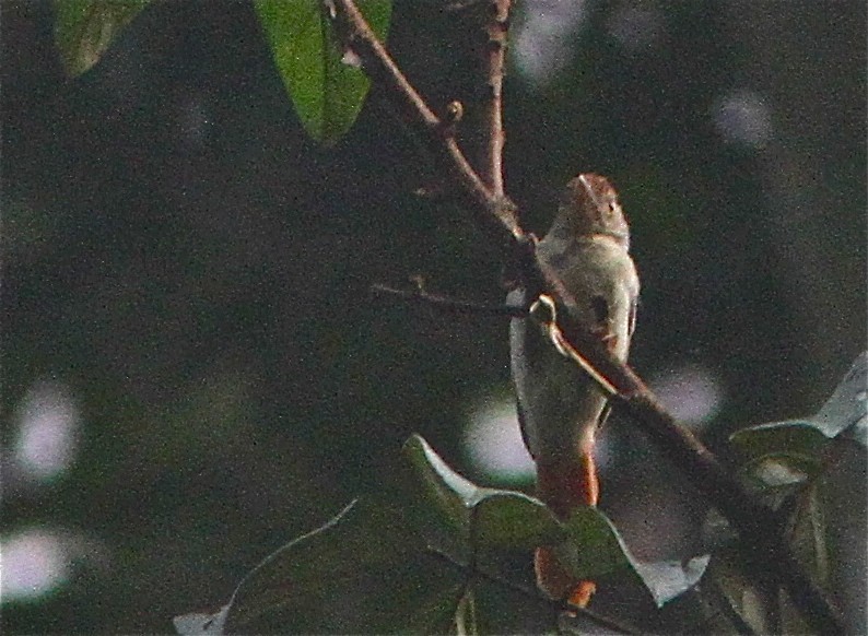 Roodkapelfmonarch (Erythrocercus mccallii)