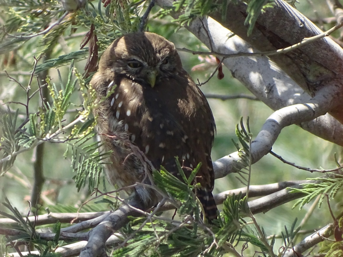 ミナミスズメフクロウ (Glaucidium nana)