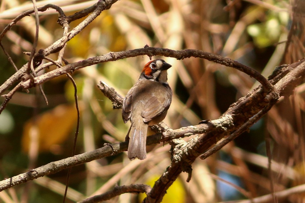 Cabanis's Ground-sparrow (Melozone cabanisi)