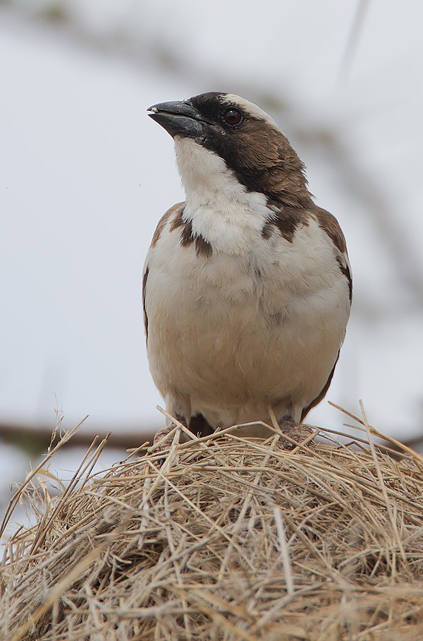 Plocepasser mahali (Plocepasser mahali)