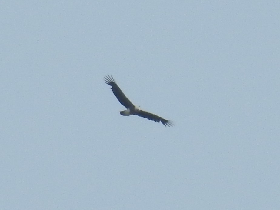 Pigargo-pequeno (Haliaeetus humilis)