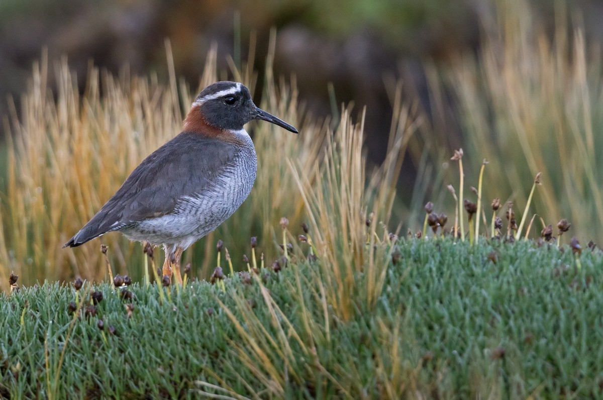 冕笛鴴 (Phegornis mitchellii)