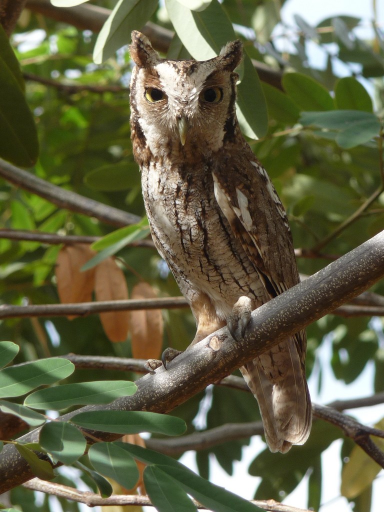 Screech owls (Megascops)