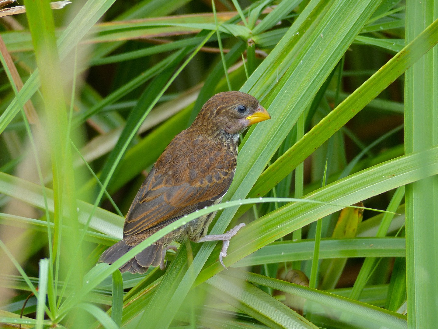 ハシブトハタオリ (Amblyospiza albifrons)