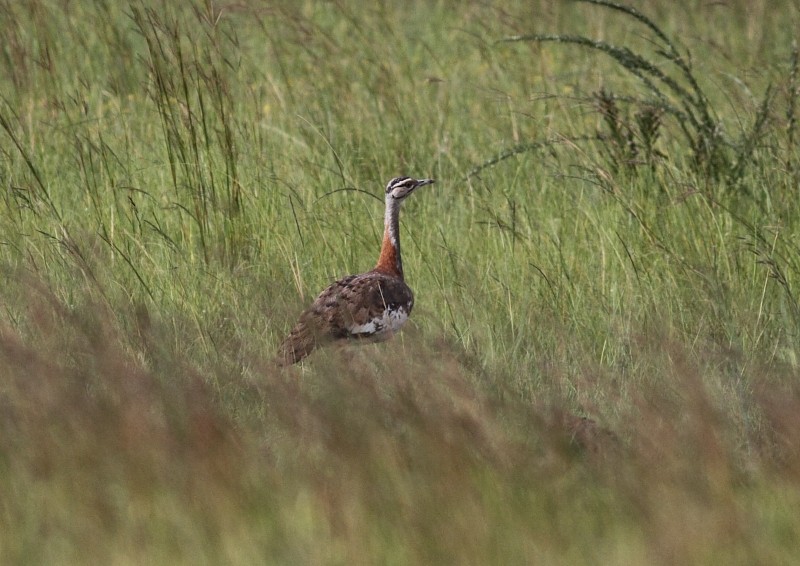 Savannentrappe (Neotis denhami)