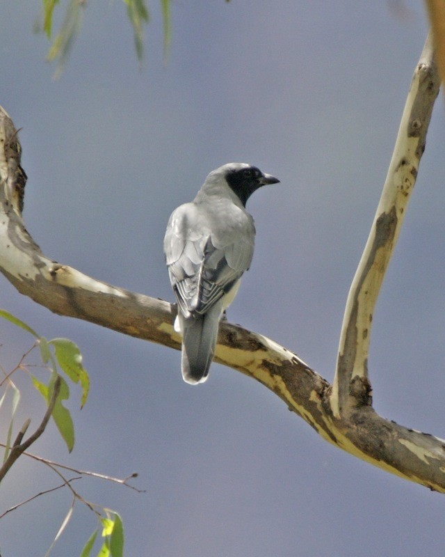 Australische Rupsvogel (Coracina novaehollandiae)