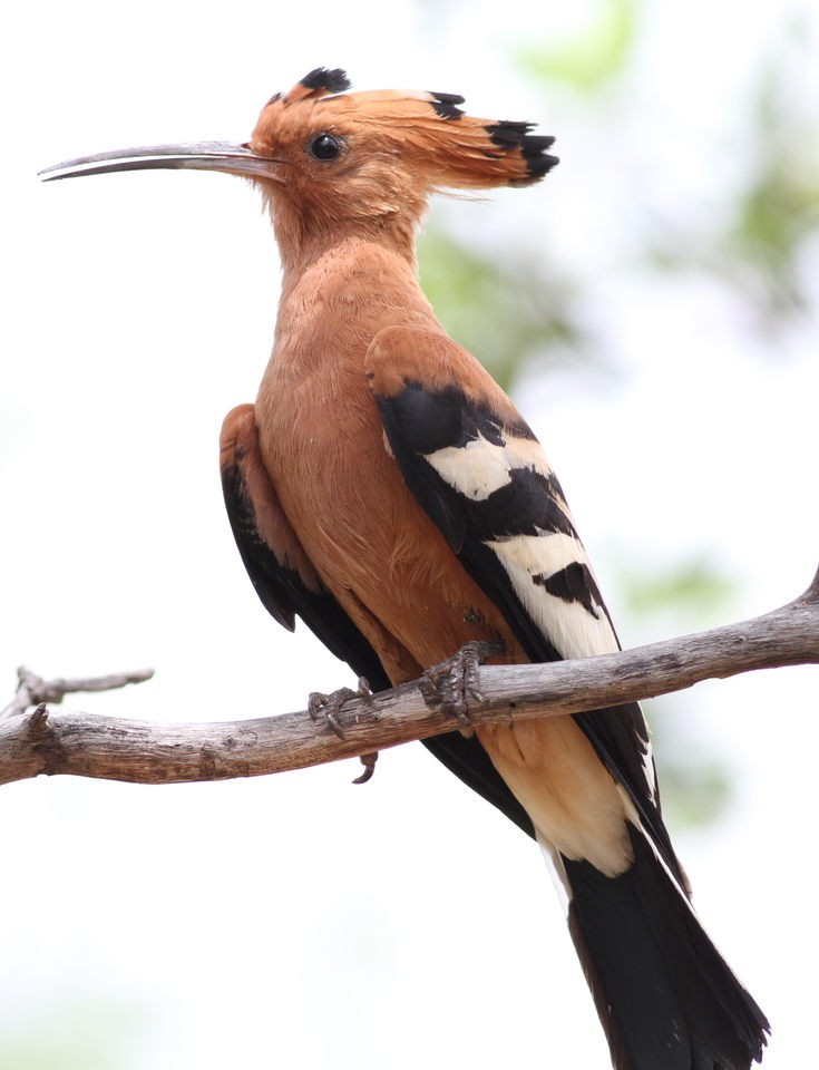 Poupa-africana (Upupa africana)