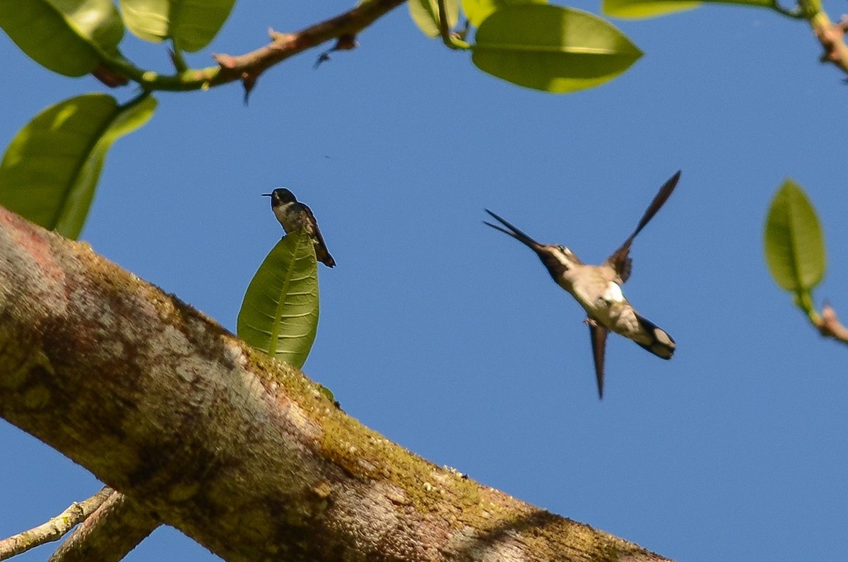 Colibri de Berlepsch (Chaetocercus berlepschi)