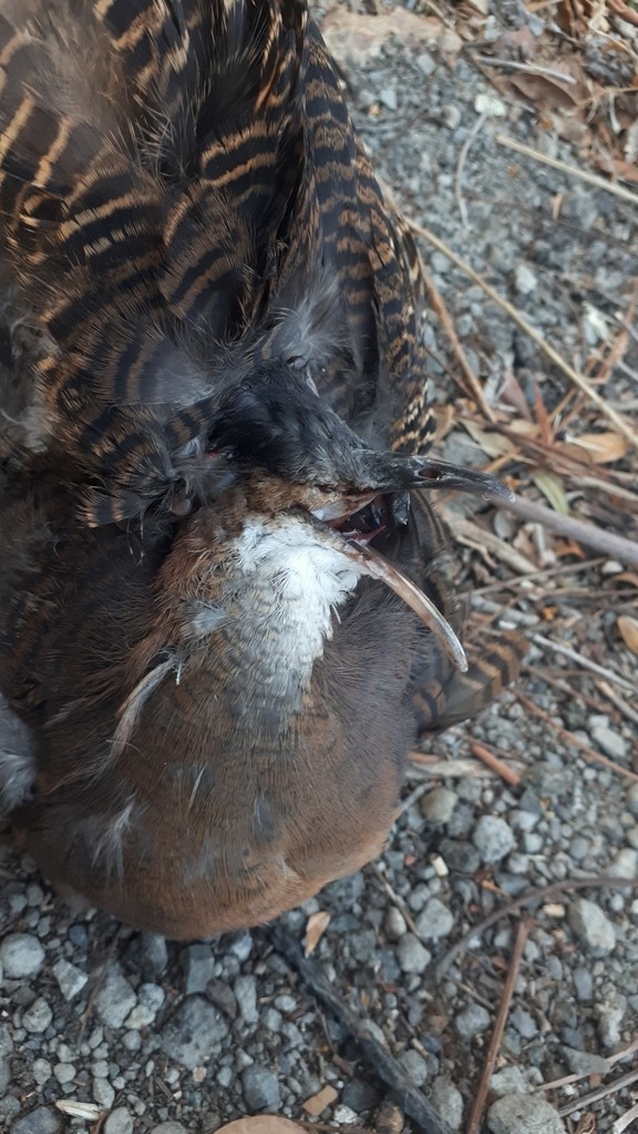 Thicket Tinamou (Crypturellus cinnamomeus)