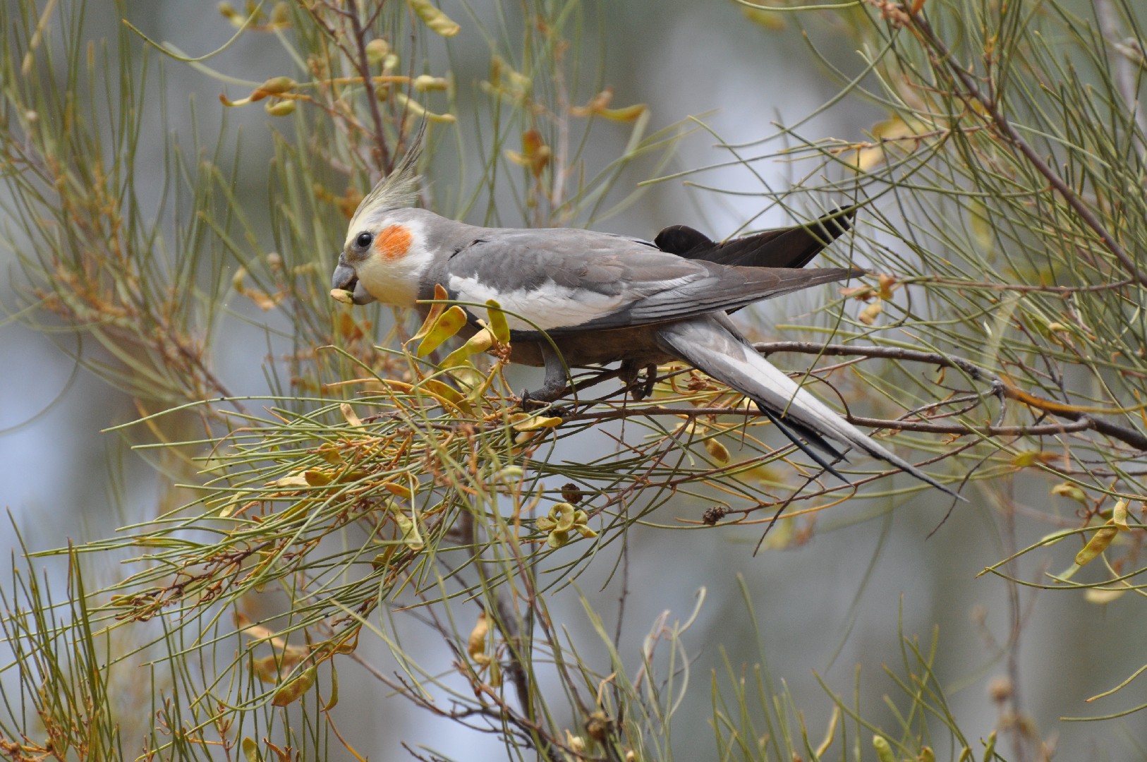 Cockatiel (Nymphicus hollandicus)