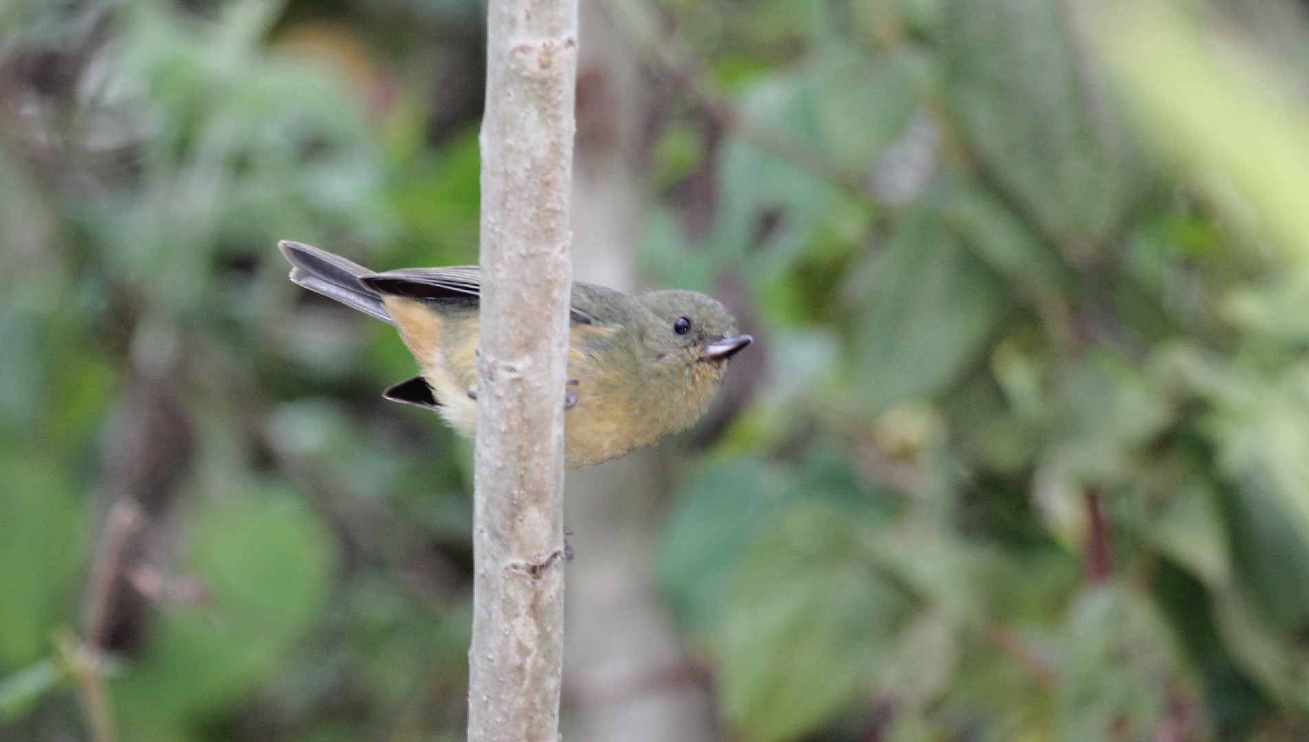 Pinchaflor ventricanelo (Diglossa baritula)