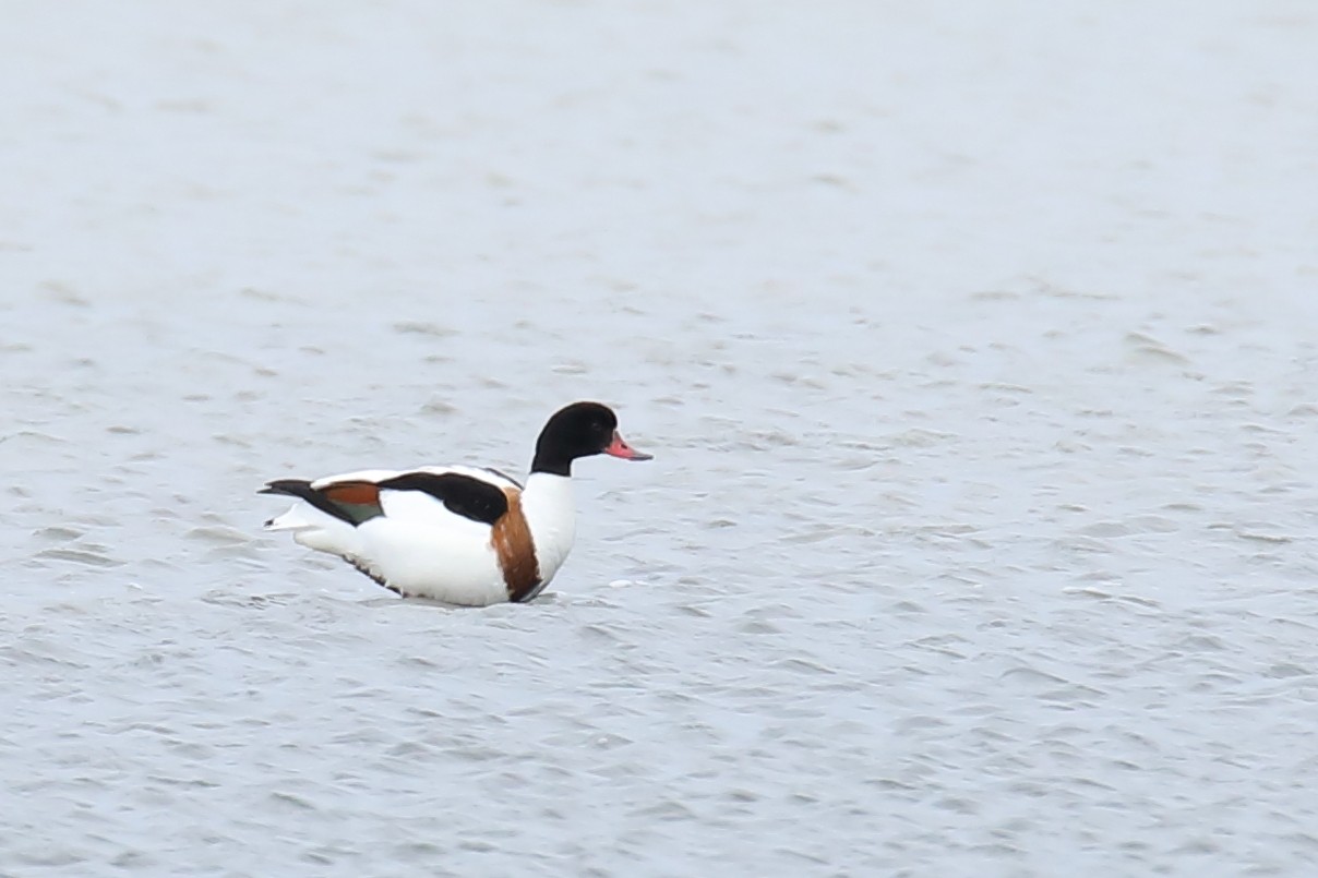 花鳧 (Tadorna tadorna)