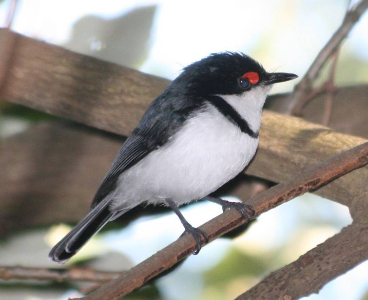 Olho-de-carúncula-austral (Platysteira peltata)