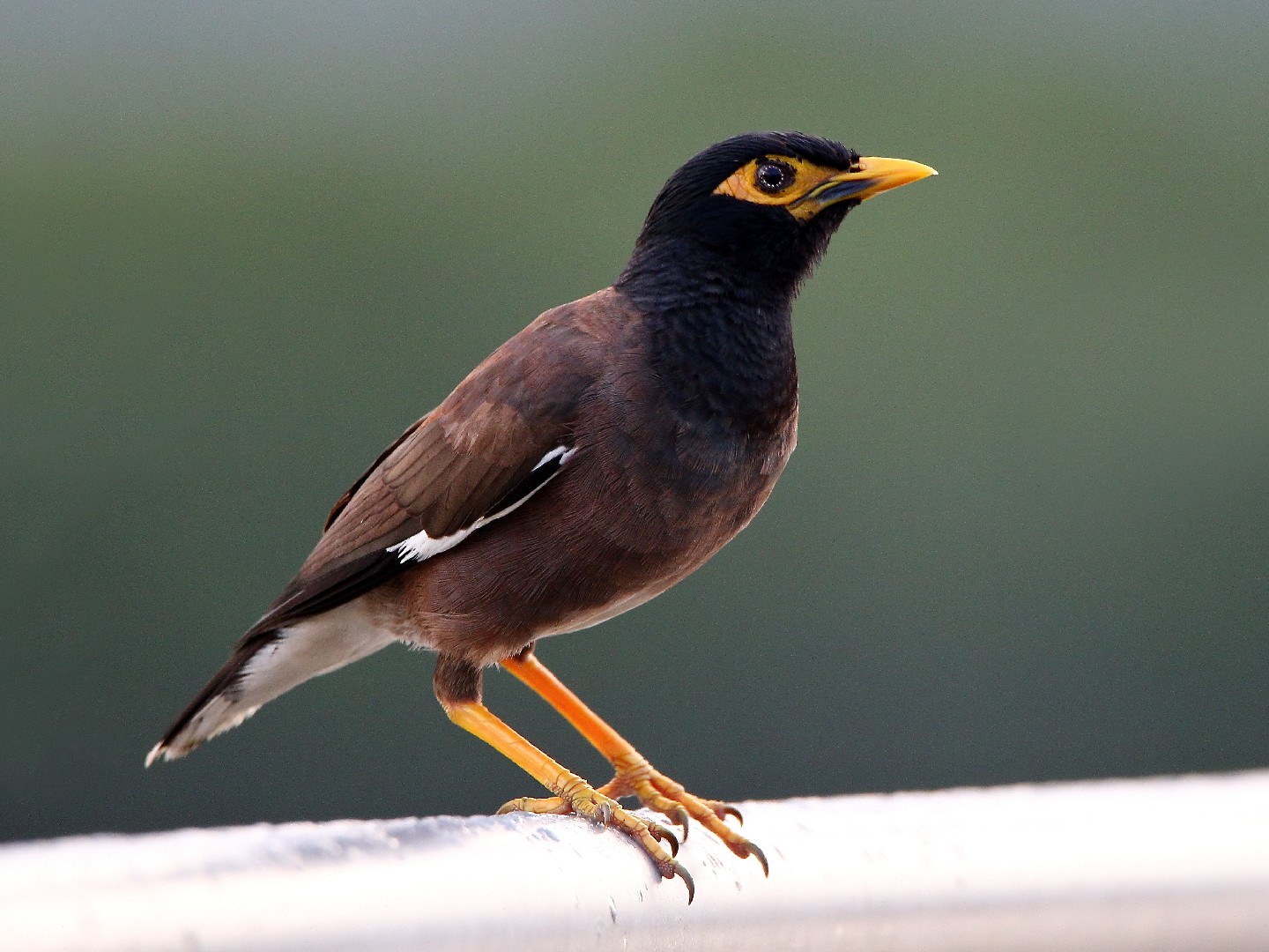 インドハッカ (Acridotheres tristis)