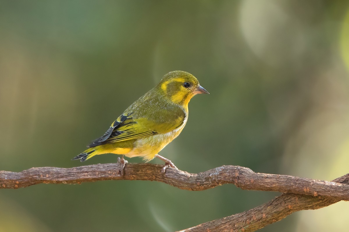 Tibetan Serin (Spinus thibetanus)