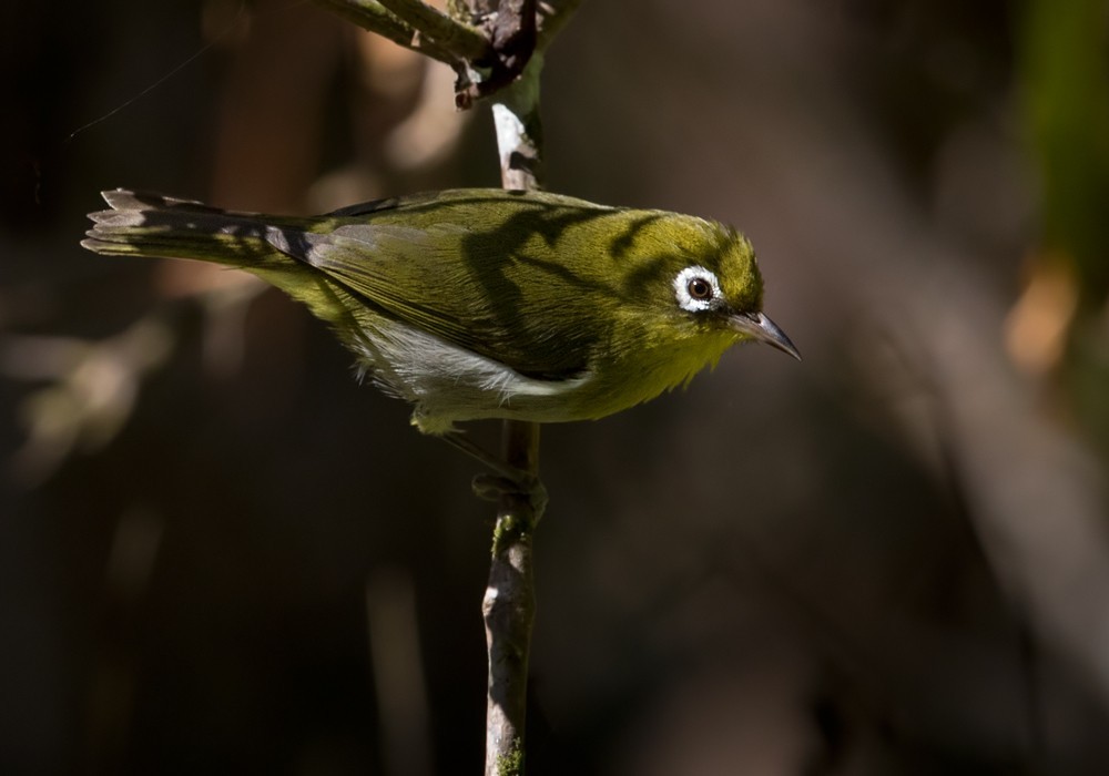 Green-backed White-eye