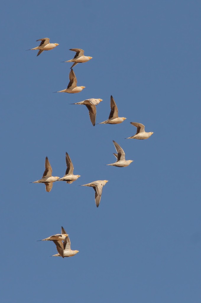 Tropfenflughuhn (Pterocles senegallus)