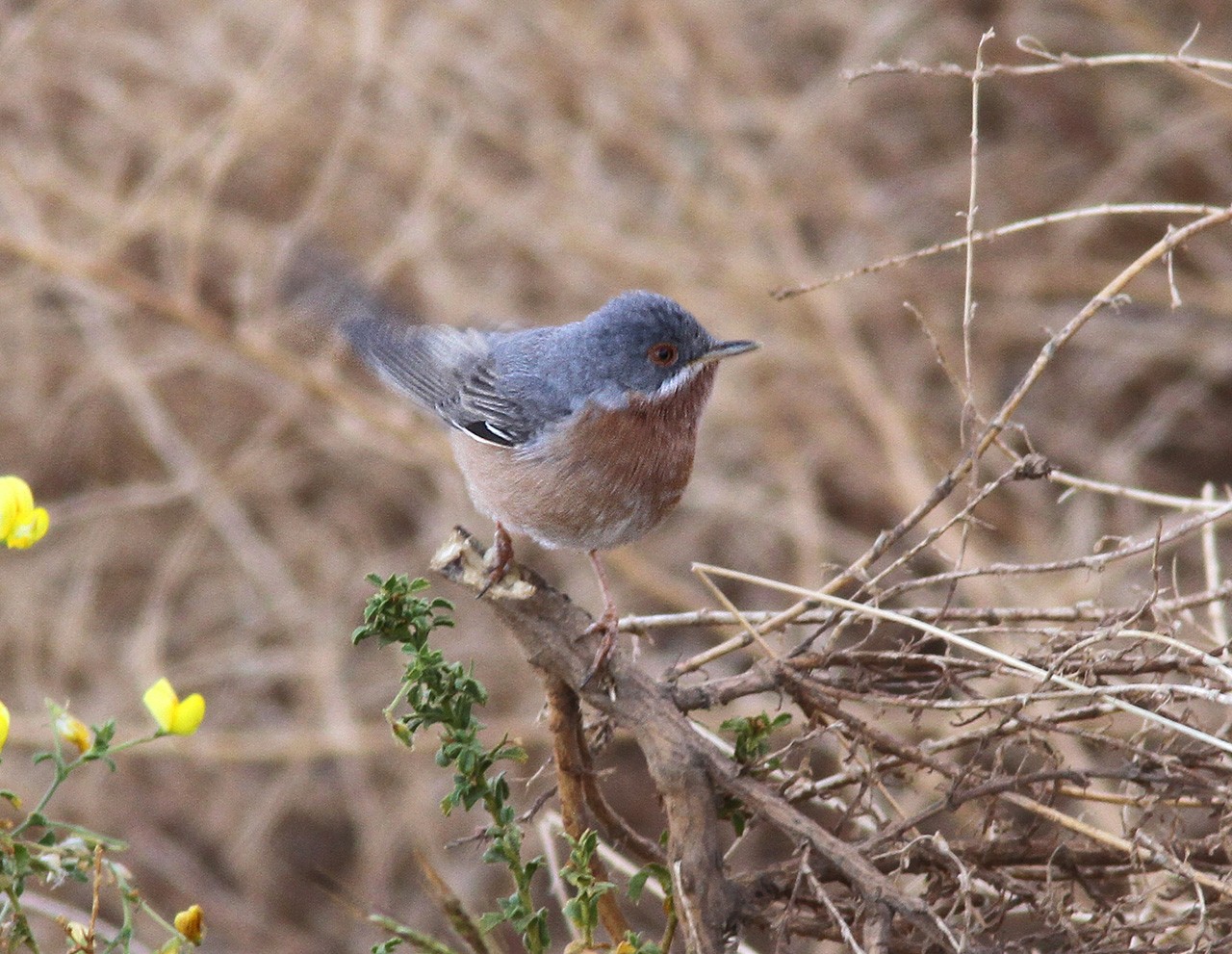 Baardgrasmus (Sylvia cantillans)