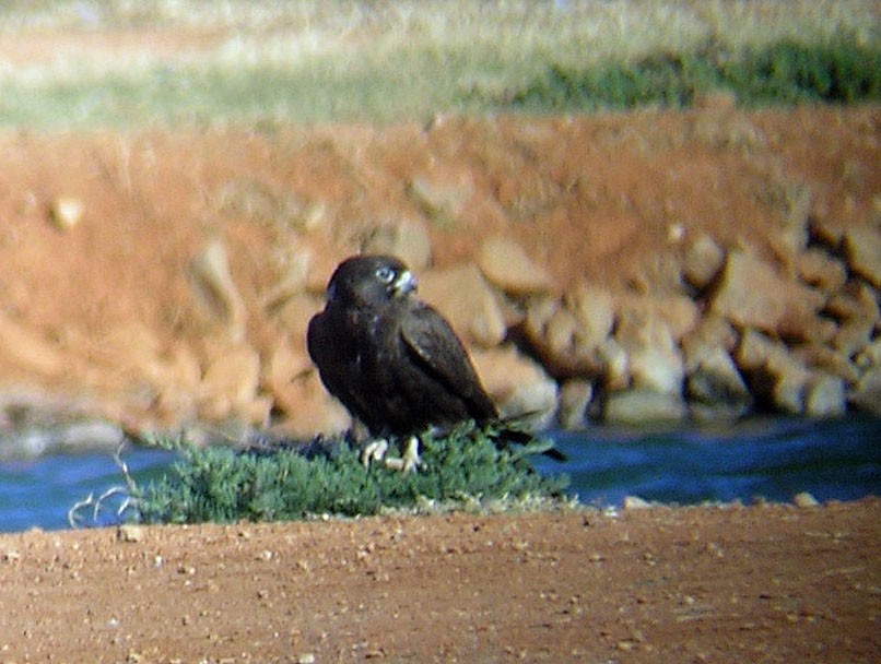 Halcón negro (Falco subniger)