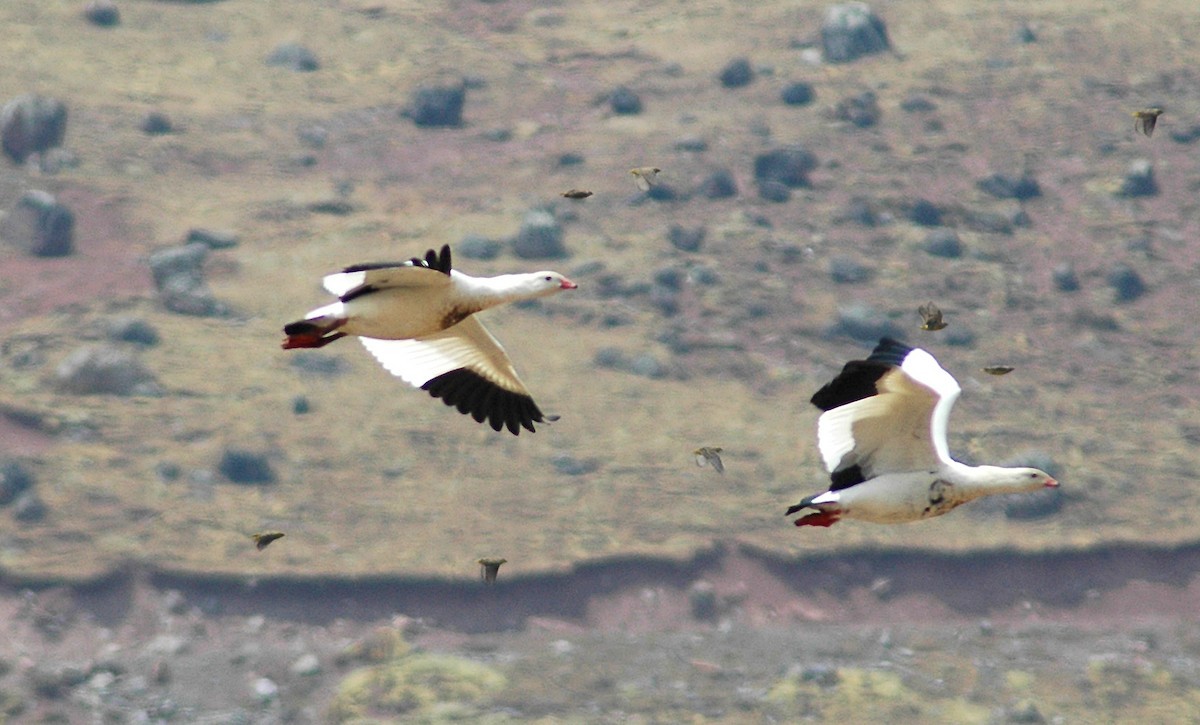 Andean Goose (Chloephaga melanoptera)