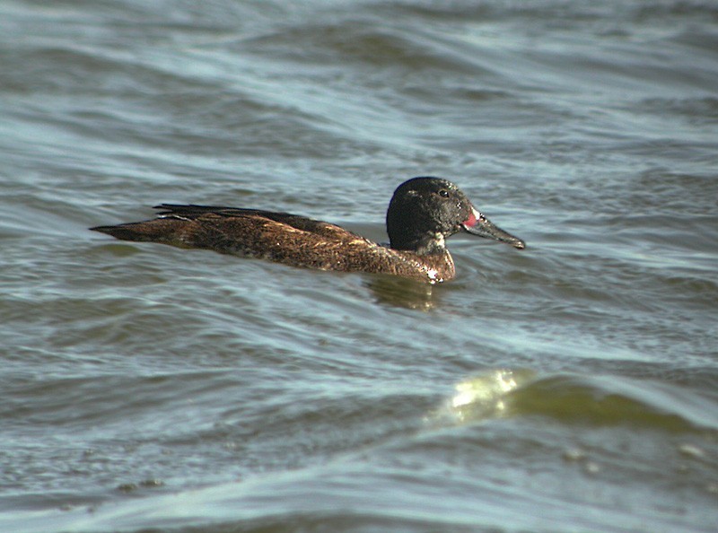 Hétéronette à tête noire (Heteronetta atricapilla)