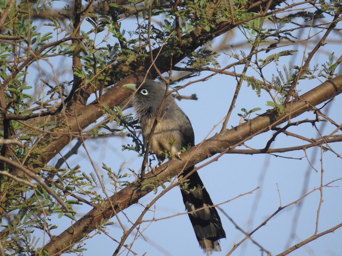 Rhopodytes (Rhopodytes)