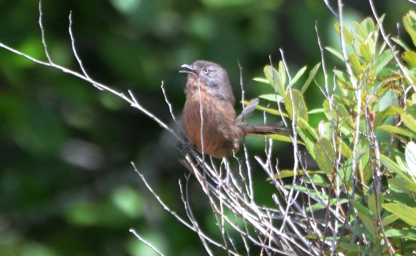 Chaparralgrasmücke (Chamaea fasciata)