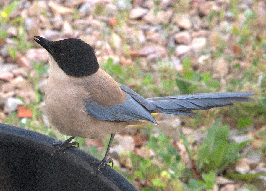 Iberian Magpie (Cyanopica cooki)