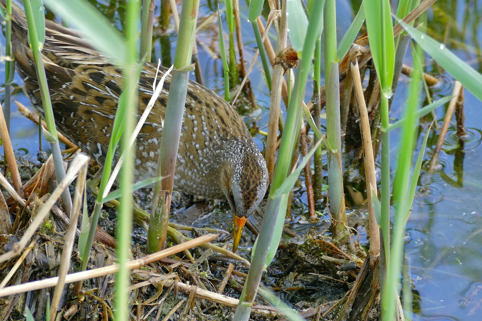 Marouette ponctuée (Porzana porzana)