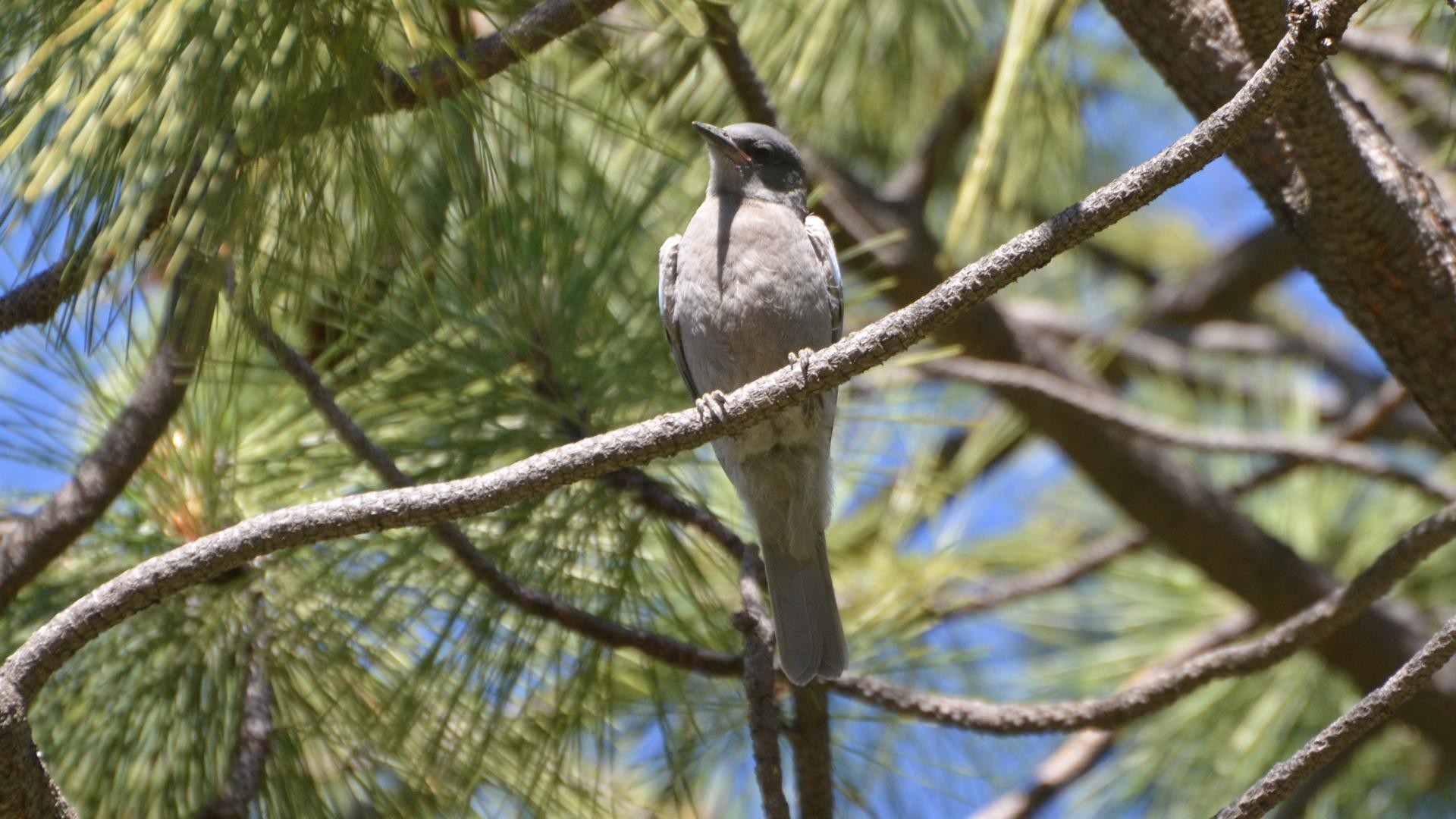 Pinyongaai (Gymnorhinus cyanocephalus)