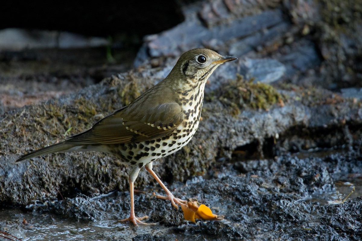 チベットウタツグミ (Turdus mupinensis)